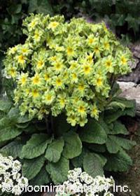 Primula polyantha 'Green Jade' ('Francesca')